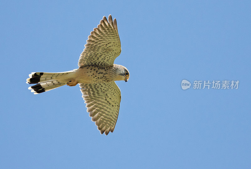 飞行红隼(Falco tinnunculus)